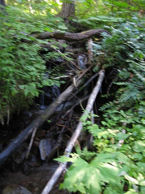 IMG 0062