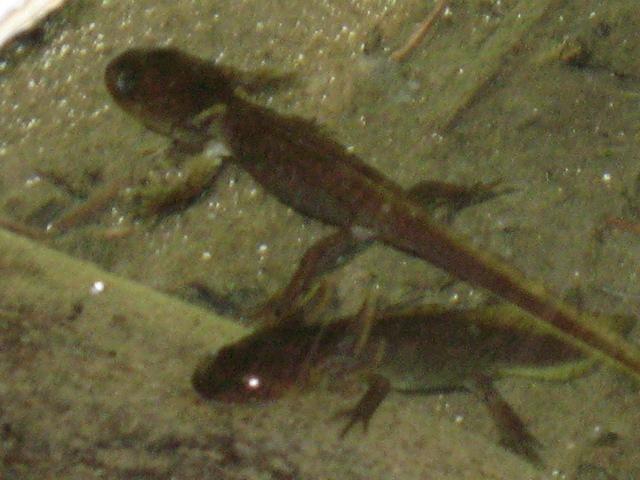 IMG 0082