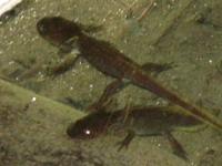 IMG_0082.JPG